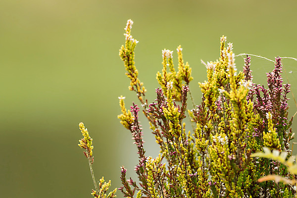 포토 JPG 해외이미지 나무 식물 계절 꽃잎 꽃 분홍색 잎 꽃무늬 밭 농업 하늘 풍경 사람없음 야외 여름 컬러풀 농장 노란색 정원 맑음 보라색 봄 성장 벚꽃 시골 개화 닫기 숲 허브 제비꽃 관목 향기 아로마 라벤더 내추럴 해외202004 해외포토 산업 컬러 무늬 모션 날씨 냄새 파일형식 이미지허브