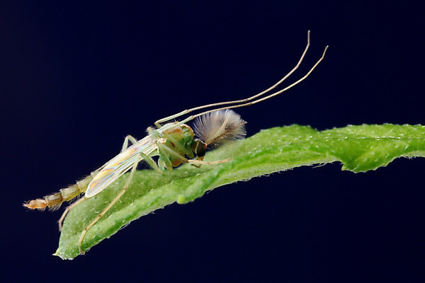 포토 JPG 해외이미지 동물 남자 꽃 나비 곤충 잎 날개 태국 자연 생물 동양인 사람없음 초록색 파란색 컬러풀 검은색 닫기 해충 벌레 숲 방콕 꿀 모기 오싹 해외202004 해외포토 식물 아시아 컬러 모션 사람 인종 생태계 파일형식 이미지허브