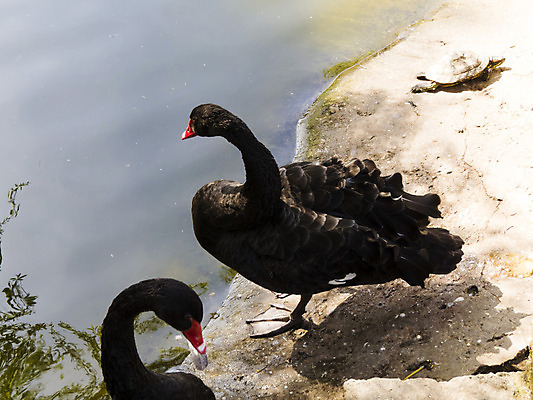 포토 JPG 해외이미지 동물 계절 공원 호수 야생동물 백그라운드 2 일러스트 자연 조류 사랑 풍경 사람없음 야외 가로 초록색 물 여름 파란색 빛 강 반사 평화 검은색 수영 흰색 저수지 연못 쌍 우아함 순수 백조 장면 내추럴 해외202004 해외포토 자연요소 공공시설 감정 컬러 컨셉 수상스포츠 생태계 파일형식 이미지허브