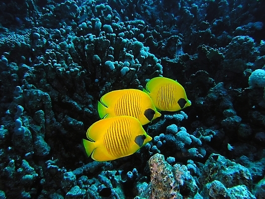 포토 JPG 해외이미지 식물 동물 야생동물 나비 잎 자연 표면 어류 사람없음 물 반사 수중 투명 스노클링 산호 잠수부 다이빙 암초 동물상 해외202004 해외포토 자연요소 곤충 조형물 수영 수중동물 수상스포츠 자포동물 전문직 생태계 수중스포츠 파일형식 이미지허브