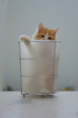 포토 JPG 해외이미지 동물 오렌지 포유류 생물 사람없음 반려동물 고양이 먹이 모피 양동이 꼬리 부드러움 얼룩무늬 솜털 해외202004 해외포토 무늬 과일 감각 파일형식 이미지허브