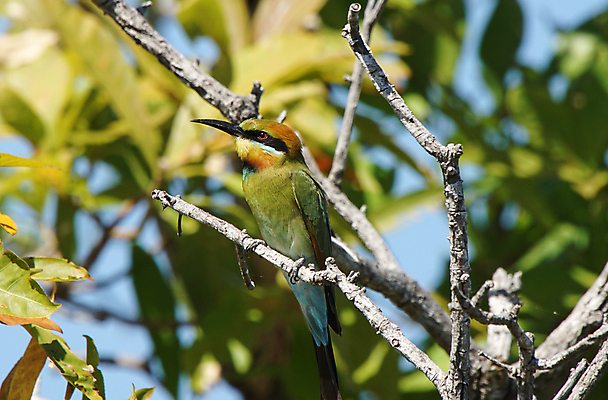 포토 JPG 해외이미지 동물 야생동물 여행 자연 조류 국립공원 사람없음 호주 오지 해외202004 해외포토 공원 오세아니아 생태계 파일형식 이미지허브