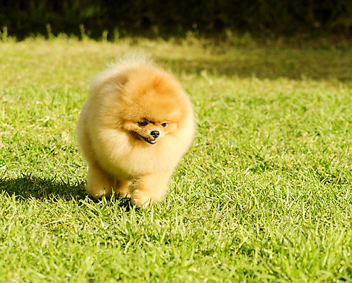 포토 JPG 해외이미지 동물 응시 공원 컨셉 오렌지 장난 포유류 건강 서기 잔디 사람없음 야외 빨간색 반려동물 달리기 갈색 머리 쌓기 걷기 검은색 가축 활발 미니어처 표현 고급 개 강아지 혀 손목시계 여우 솜털 송곳니 기르기 유래 포메라니안 해외202004 해외포토 식물 시선 공공시설 시계 컬러 과일 장신구 모션 신체부위 모형 입 치아 돌봄 파일형식 이미지허브
