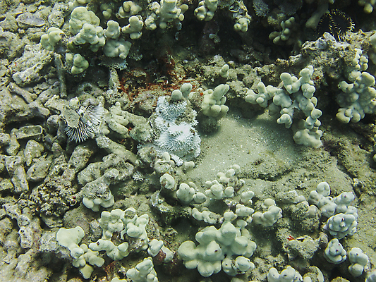 포토 JPG 해외이미지 식물 야생동물 바다 섬 자연 바닥 어류 사람없음 물 파란색 햇빛 환경 바닷속 수중 산호 잠수부 크리스탈 생태계 다이빙 하와이 소금 암초 수족관 대서양 강렬 깊이 동물상 소금물 이국적 침몰 터키석 해외202004 해외포토 자연요소 동물 컬러 태양 조형물 수영 미국 수중동물 자포동물 전문직 광석 보석 수중스포츠 파일형식 이미지허브