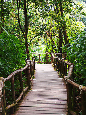포토 JPG 해외이미지 나무 식물 계절 공원 길 여행 잎 자국 태국 자연 풍경 사람없음 야외 목재 초록색 여름 갈색 평화 환경 정원 봄 산책로 나뭇가지 시골 숲 오솔길 장면 방법 전국 해외202004 해외포토 공공시설 아시아 컬러 컨셉 재료 생태계 파일형식 이미지허브
