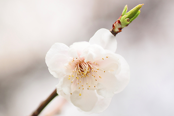 포토 JPG 해외이미지 나무 식물 꽃 백그라운드 자연 사람없음 목재 빨간색 초록색 일본 흰색 닫기 보케 블러 살구 해외202004 해외포토 아시아 컬러 과일 재료 모션 생태계 파일형식 이미지허브