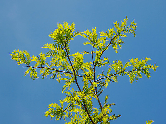 포토 JPG 해외이미지 나무 식물 자연 하늘 사람없음 초록색 파란색 해외202004 해외포토 컬러 생태계 파일형식 이미지허브