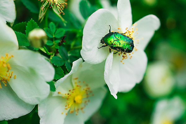 포토 JPG 해외이미지 나무 식물 꽃잎 꽃 잎 자연 사람없음 초록색 노란색 정원 봄 벚꽃 흰색 나뭇가지 개화 사과 해외202004 해외포토 계절 컬러 과일 생태계 파일형식 이미지허브
