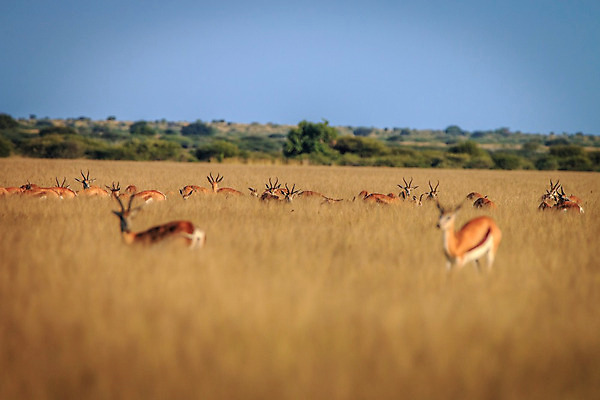 포토 JPG 해외이미지 동물 공원 야생동물 여행 포유류 아프리카 자연 초식동물 뿔 사람없음 야외 달러 황무지 우아함 보호 사파리 영양 남쪽 내추럴 가젤 남아프리카 대패 동물상 사바나 생태학 전국 초식 칼라하리 해외202004 해외포토 공공시설 교육 나라 컨셉 돈 조형물 사막 방향 생태계 파일형식 이미지허브