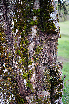 포토 JPG 해외이미지 나무 식물 자연 사람없음 야외 세로 초록색 성장 박테리아 기생충 곰팡이 해외202004 해외포토 컬러 의학 바이러스 생태계 파일형식 이미지허브