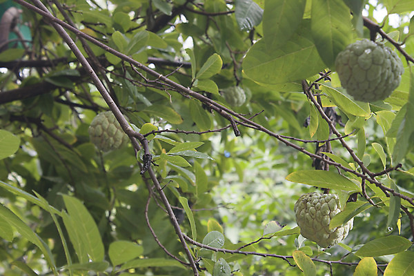 포토 JPG 해외이미지 나무 음식 잎 농업 과일 가족 태국 사람없음 초록색 농장 성장 신선 원형 맛 사과 유기농 숙성 이국적 커스터드 솔깃 해외202004 해외포토 도형 식물 웰빙 산업 아시아 컬러 컨셉 관계 크림 파일형식 이미지허브