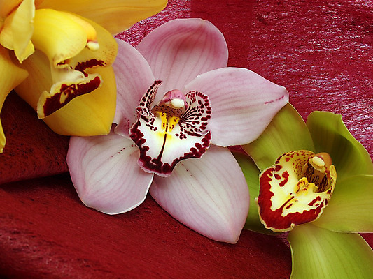 포토 JPG 해외이미지 식물 꽃잎 꽃 화초 줄기 분홍색 꽃다발 백그라운드 꽃무늬 자연 동양인 사람없음 초록색 파란색 컬러풀 노란색 벚꽃 나뭇가지 개화 난초 열정 나방 내추럴 강렬 고립 단아함 이국적 해외202004 해외포토 나무 감정 컬러 곤충 무늬 인종 생태계 파일형식 이미지허브