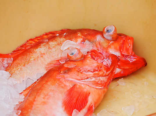 포토 JPG 해외이미지 직업 전통 열매 산업 바다 여행 비즈니스 공장 자연 낚시 통 아이슬란드 어류 사람없음 야외 물 경제 상자 마을 항구 추위 잡기 업무 보트 큼 컨테이너 북극 양동이 빙하 상업 북쪽 찌그러짐 냉각기 조작 해외202004 해외포토 자연요소 식물 유럽 컨셉 배_교통 공업 교통시설 모션 레저 수중동물 작업 크기 극지방 방향 생태계 파일형식 이미지허브