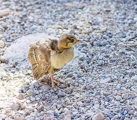 포토 JPG 해외이미지 동물 야생동물 어린이 백그라운드 패턴 조류 동물원 병아리 사람없음 야외 반려동물 갈색 노란색 걷기 치킨 봄 아기 공작 깃털 부리 부드러움 솜털 계산서 해외202004 해외포토 계절 컬러 무늬 모션 사람 감각 닭고기요리 파일형식 이미지허브