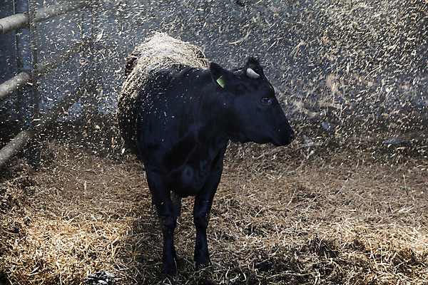 포토 JPG 해외이미지 동물 응시 산업 백그라운드 농업 포유류 주택 실내 사람없음 농장 펜 노란색 파티 검은색 가축 목장 시골 신선 그룹 소 볏짚 손목시계 꽃가루 밀짚 외양간 밭일 수유 해외202004 해외포토 시선 시계 컬러 장신구 이벤트 내부 건물 필기구 짚 가루 파일형식 이미지허브
