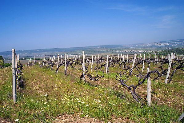 포토 JPG 해외이미지 나무 구름 계절 산업 선 여행 밭 농업 오렌지 자연 하늘 포도 아침 풍경 사람없음 야외 초록색 여름 농장 일출 계곡 일몰 봄 새벽 젖음 수확 성장 시골 신선 땅 포도밭 포도나무 밭일 해외202004 해외포토 주간 자연요소 식물 컬러 과일 노을 과일나무 생태계 파일형식 이미지허브