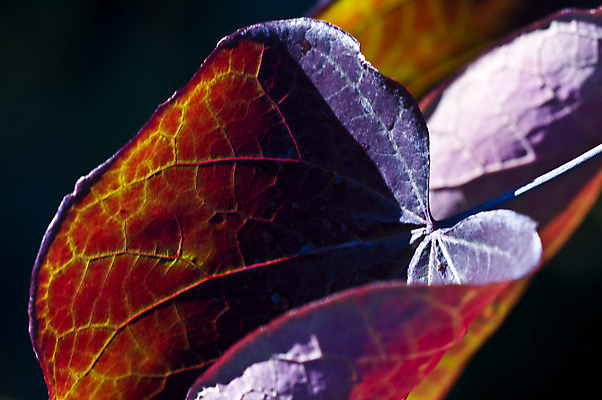 포토 JPG 해외이미지 나무 식물 디자인 선 백그라운드 잎 패턴 일러스트 자연 추상 세포 건강 사람없음 초록색 빛 컬러풀 환경 정원 봄 성장 신선 닫기 숲 심볼 묘사 유기농 원예 질감 생물학 정맥 내추럴 광합성 해외202004 해외포토 웰빙 계절 교육 컬러 무늬 모션 취미 생태계 혈관 파일형식 이미지허브