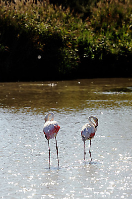 포토 JPG 해외이미지 동물 공원 야생동물 분홍색 여행 자연 조류 풍경 사람없음 물 컬러풀 반사 프랑스 그룹 우아함 플라밍고 깃털 남쪽 이국적 많음 해외202004 해외포토 자연요소 공공시설 유럽 컬러 컨셉 방향 생태계 파일형식 이미지허브