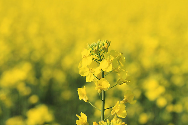 포토 JPG 해외이미지 구름 꽃 백그라운드 밭 농업 자연 하늘 씨앗 풍경 사람없음 초록색 파란색 농작물 농장 농경지 노란색 봄 성장 유채 밭일 카놀라 해외202004 해외포토 자연요소 식물 계절 산업 컬러 생태계 파일형식 이미지허브