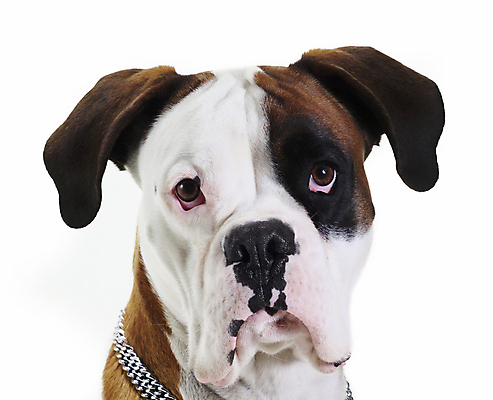 포토 JPG 해외이미지 동물 장난 놀이 사람없음 반려동물 흰색 주름 개 달콤 강아지 황소 불독 몸단장 송곳니 기르기 복종 신앙심 유래 못생김 해외202004 해외포토 컬러 포유류 소 맛 치아 돌봄 파일형식 이미지허브