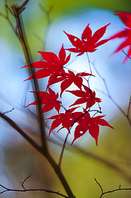 포토 JPG 해외이미지 식물 계절 공원 백그라운드 단풍 잎 패턴 자연 벽지 사람없음 야외 빨간색 초록색 노란색 가을 변화 황금 9월 11월 질감 설정 10월 해외202004 해외포토 공공시설 컬러 컨셉 무늬 날짜 생태계 파일형식 이미지허브