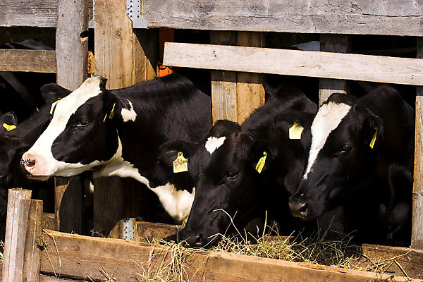 포토 JPG 해외이미지 동물 응시 음식 농업 포유류 사람없음 목재 여름 농장 갈색 머리 검은색 가축 목장 우유 흰색 시골 입 소 볏짚 먹이 먹기 호기심 코 밀짚 노려봄 기르기 밭일 수유 해외202004 해외포토 나무 시선 계절 감정 산업 컬러 컨셉 재료 모션 유제품 표정 신체부위 짚 돌봄 파일형식 이미지허브