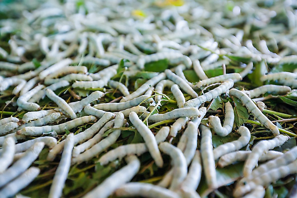 포토 JPG 해외이미지 식물 동물 전통 문화 음식 곤충 백그라운드 잎 태국 자연 동양인 사람없음 초록색 흰색 직물 실 닫기 벌레 실크 먹기 질감 날것 애벌레 섬유 내추럴 돌리기 해외202004 해외포토 아시아 컬러 모션 인종 생태계 파일형식 이미지허브