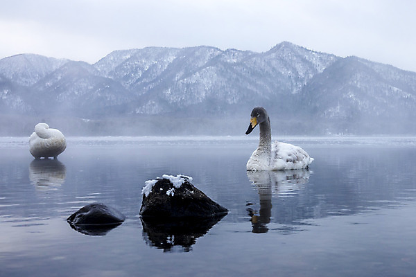 포토 JPG 해외이미지 동물 호수 야생동물 여행 조류 하늘 풍경 사람없음 야외 물 파란색 일본 흰색 홋카이도 백조 내추럴 해외202004 해외포토 자연요소 아시아 컬러 파일형식 이미지허브