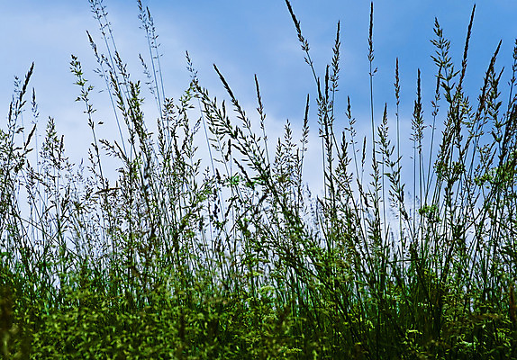 포토 JPG 해외이미지 식물 디자인 지구 하늘색 백그라운드 밭 자연 하늘 건강 잔디 사람없음 초록색 파란색 환경 정원 성장 거친 저녁 큼 생태계 귀 스파이크 내추럴 돌봄 뒤뜰 땅바닥 해외202004 해외포토 컬러 농업 모션 바닥 신체부위 야간 크기 파일형식 이미지허브