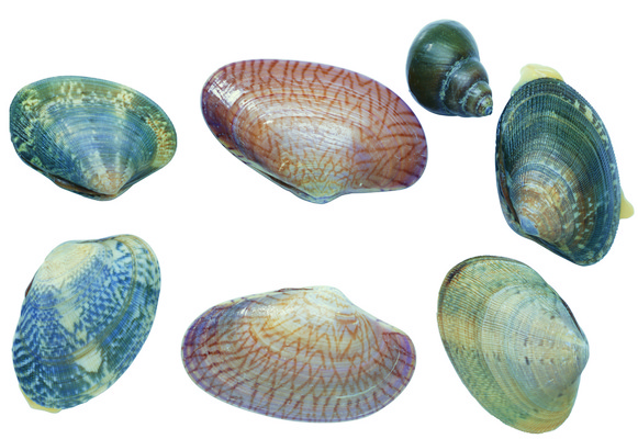 포토 JPG 해외이미지 모양 동물 별 바다 포유류 자연 조개 연체동물 나선형 갑각류 사람없음 소용돌이 껍질 흰색 그룹 변화 자르기 수집 오브젝트 가리비 발견 고립 앵무조개 해외202004 해외포토 자연요소 컬러 컨셉 무늬 모션 어패류 무척추동물 회오리 생태계 파일형식 이미지허브