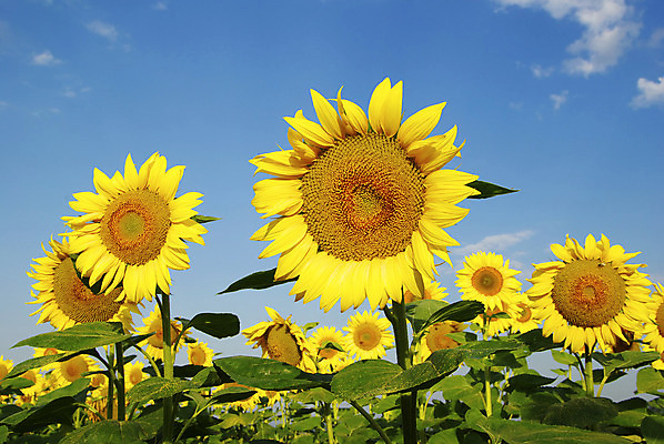 포토 JPG 해외이미지 식물 꽃 문화 지구 밭 농업 자연 하늘 해바라기 풍경 사람없음 야외 초록색 파란색 농장 노란색 맑음 활발 성장 시골 장면 흐림 해외202004 해외포토 산업 컬러 컨셉 날씨 생태계 파일형식 이미지허브