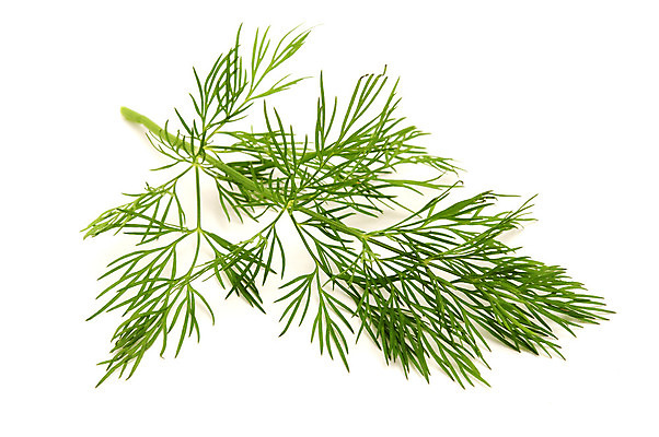 포토 JPG 해외이미지 스튜디오촬영 음식 잎 재료 사람없음 신선 잡초 닫기 자르기 허브 흰배경 고립 딜 정물화 해외202004 해외포토 식물 백그라운드 모션 실내 흰색 그림 파일형식 이미지허브