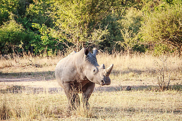 포토 JPG 해외이미지 동물 척추동물 공원 야생동물 여행 포유류 아프리카 자연 초식동물 뿔 종류 사람없음 야외 힘 게임 흰색 황무지 보호 위험 큼 사파리 멸종 코뿔소 남쪽 동물상 사바나 삶기 전국 해외202004 해외포토 공공시설 나라 컬러 컨셉 놀이 조형물 크기 방향 생태계 파일형식 이미지허브