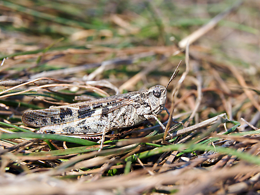 포토 JPG 해외이미지 식물 동물 1 디자인 야생동물 곤충 잎 날개 자연 사람없음 야외 그래픽 가로 초록색 여름 컬러풀 노란색 정원 맑음 벌레 작음 묘사 거미 내추럴 해외202004 해외포토 계절 컬러 날씨 크기 생태계 파일형식 이미지허브