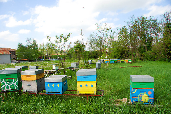 포토 JPG 해외이미지 동물 곤충 농업 자연 세포 사람없음 환경 꿀벌 수분 벌 꽃가루 꿀 벌집 밀랍 바이오 식민지 양봉 양봉장 해외202004 해외포토 산업 벌_곤충 가루 생태계 파일형식 이미지허브