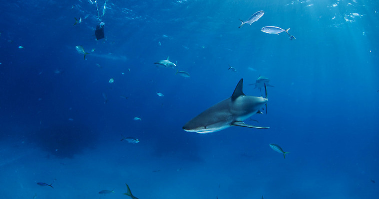 포토 JPG 해외이미지 동물 야생동물 스포츠 바다 여행 백그라운드 자연 어류 사람없음 야외 물 파란색 바닷속 수중 산호 위험 다이빙 육식동물 암초 깊이 바하마 해외202004 해외포토 자연요소 컬러 컨셉 수영 수중동물 자포동물 생태계 수중스포츠 파일형식 이미지허브