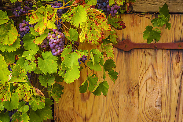 포토 JPG 해외이미지 디자인 계절 백그라운드 잎 농업 과일 포도 프레임 독일 매달리기 풍경 사람없음 목재 초록색 컬러풀 농장 노란색 와인 활발 수확 성장 가을 바위 시골 신선 생태계 포도밭 강렬 숙성 양조 카피스페이스 해외202004 해외포토 나무 식물 유럽 산업 컬러 컨셉 밭 재료 모션 주류 공백 돌_바위 파일형식 이미지허브