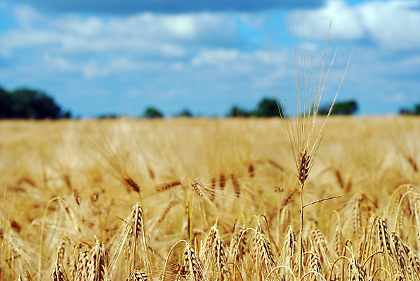 포토 JPG 해외이미지 식물 구름 음식 백그라운드 밭 농업 자연 하늘 풍경 사람없음 초록색 여름 빛 태양 농장 노란색 맑음 성장 시골 시리얼 밀 보리 장면 내추럴 해외202004 해외포토 자연요소 계절 산업 컬러 날씨 곡류 생태계 파일형식 이미지허브