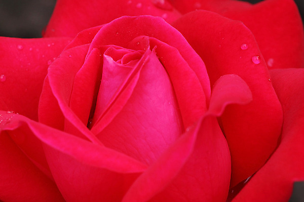 포토 JPG 해외이미지 식물 꽃잎 꽃 분홍색 자연 발렌타인데이 사랑 사람없음 빨간색 물 장미 젖음 물방울 닫기 이슬 심볼 사인 향기 해외202004 해외포토 자연요소 감정 컬러 모션 데이이벤트 생태계 냄새 파일형식 이미지허브