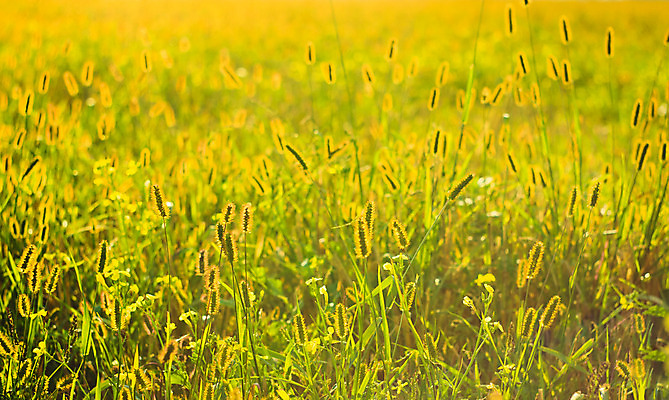 포토 JPG 해외이미지 식물 계절 백그라운드 밭 농업 자연 날씨 풍경 잔디 사람없음 야외 초록색 여름 컬러풀 햇빛 농장 노란색 우주 환경 침묵 봄 자유 시골 신선 오픈 생태계 강렬 땅바닥 해외202004 해외포토 산업 컬러 컨셉 바닥 태양 소리 파일형식 이미지허브
