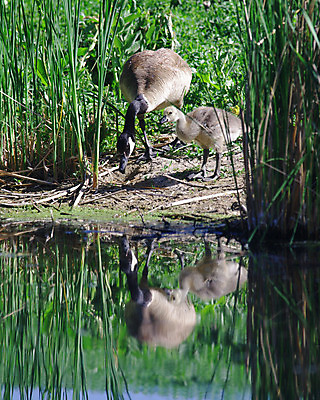 포토 JPG 해외이미지 동물 야생동물 백그라운드 캐나다 날개 가족 포옹 자연 조류 엄마 새로움 함께함 병아리 사랑 사람없음 야외 물 여름 봄 육아 흰색 자녀 아기 신생아 닫기 보호 작음 깃털 부리 거위 물새 서식지 정확 해외202004 해외포토 자연요소 계절 감정 컬러 컨셉 북아메리카 관계 안기 모션 사람 크기 생태계 파일형식 이미지허브