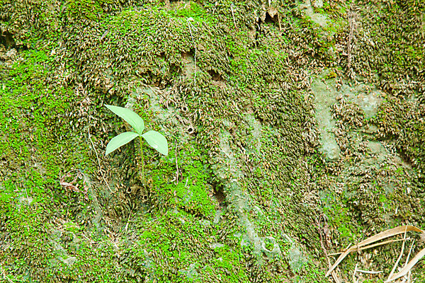 포토 JPG 해외이미지 나무 식물 공원 벽 백그라운드 잎 패턴 밭 자연 추상 이끼 사람없음 야외 초록색 환경 정원 봄 성장 바위 신선 잡초 닫기 숲 작음 묘사 질감 내추럴 해외202004 해외포토 계절 공공시설 컬러 무늬 농업 모션 돌_바위 크기 생태계 파일형식 이미지허브