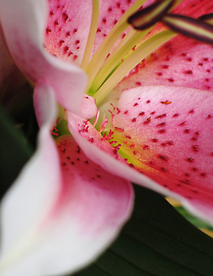 포토 JPG 해외이미지 식물 기념일 꽃잎 꽃 행복 선 분홍색 꽃다발 꽃무늬 엄마 발렌타인데이 선물 사랑 사람없음 초록색 기쁨 성장 벚꽃 축하 오르간 닫기 백합 자주색 향수 묘사 유기농 기회 꽃가루 시스템 꽃수술 해외202004 해외포토 웰빙 감정 컬러 컨셉 무늬 가족 모션 데이이벤트 이벤트 화장품 건반악기 가루 파일형식 이미지허브