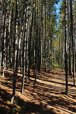포토 JPG 해외이미지 나무 별 하늘 사람없음 초록색 파란색 햇빛 태양 환경 성장 덮개 나뭇가지 신선 소나무 숲 잡동사니 산소 생태학 해외202004 해외포토 자연요소 식물 교육 컬러 뚜껑 원소 파일형식 이미지허브