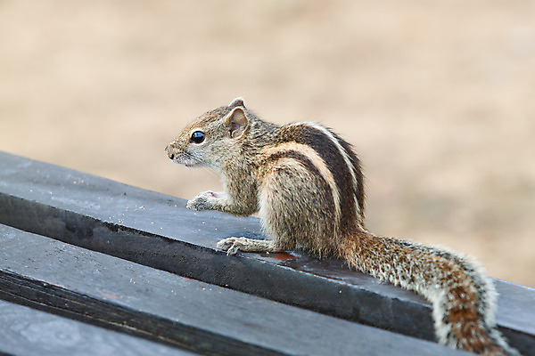 포토 JPG 해외이미지 아시아 여유 여행 자연 휴가 휴식 친절 사람없음 여름 햇빛 평화 맑음 자유 시골 달콤 편안함 다람쥐 엽서 내추럴 스리랑카 파라다이스 해외202004 해외포토 계절 감정 나라 컨셉 날씨 태양 감각 맛 설치류 편지 생태계 파일형식 이미지허브