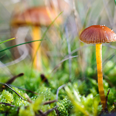 포토 JPG 해외이미지 식물 계절 음식 백그라운드 잎 다이어트 채소 재료 자연 건강 3 요리 사람없음 목재 빨간색 초록색 갈색 식사 저녁식사 버섯 가을 흰색 신선 그룹 숲 먹기 오브젝트 유기농 날것 성분 내추럴 고립 곰팡이 식용 채식주의자 캡모자 해외202004 해외포토 나무 모자_잡화 웰빙 컬러 모션 생태계 채식 파일형식 이미지허브