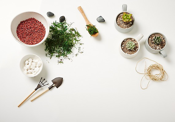 포토 JPG 스튜디오촬영 식물 화분 자연 실내 사람없음 숟가락 돌_바위 모종삽 원예 노끈 다육식물 싱그러움 원예용품 국내포토 줄 생활용품 수저 취미 내부 삽 생태계 파일형식