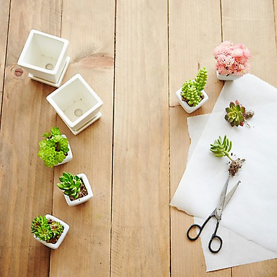 포토 JPG 스튜디오촬영 식물 화분 종이 자연 실내 사람없음 원예 나무판자 가위질 다육식물 싱그러움 원예용품 국내포토 생활용품 가위_도구 취미 내부 목재 생태계 파일형식