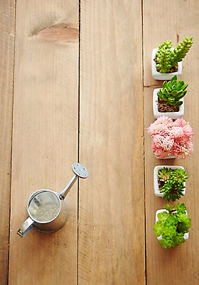 포토 JPG 스튜디오촬영 식물 화분 자연 실내 사람없음 물뿌리개 원예 나무판자 다육식물 싱그러움 원예용품 국내포토 생활용품 취미 내부 목재 생태계 파일형식