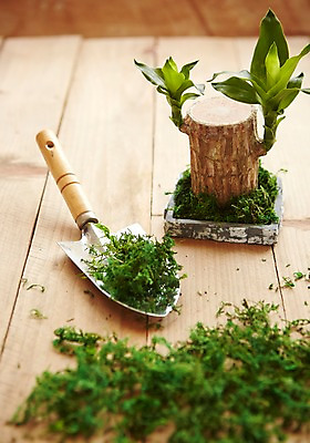 포토 JPG 스튜디오촬영 식물 자연 실내 이끼 사람없음 모종삽 원예 싱그러움 원예용품 행운목 국내포토 생활용품 취미 내부 삽 생태계 파일형식